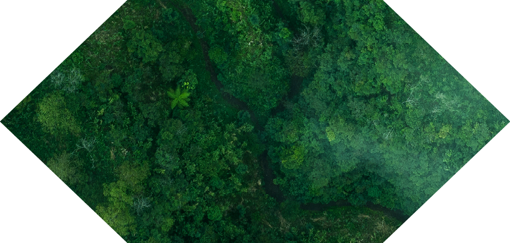Drone aerial shot of green tropical forest from above.