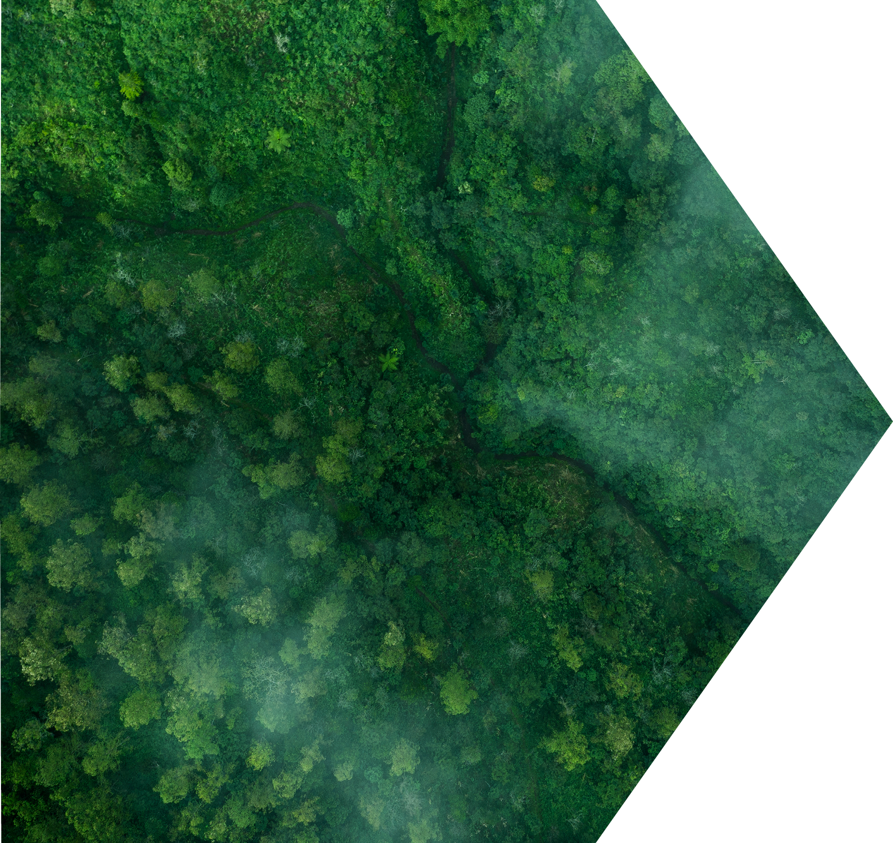Drone aerial shot of green tropical forest from above.